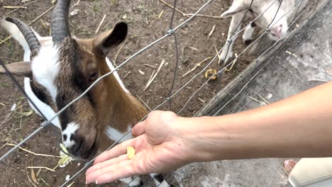 Close-up-shot-of-a-Human-hand,-Feeding-a-curious-goat-through-the-fence-at-a-farm