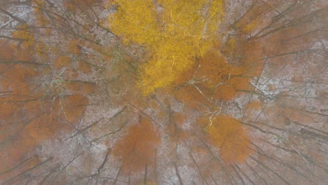 Low-to-High-Altitude-Aerial-Shot-of-Bright-Orange-and-Yellow-Autumn-Forest-with-Light-Snow-on-Ground-in-New-Hampshire,-USA