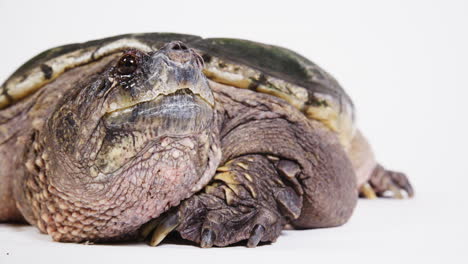 Snapping-turtle-portrait-on-white-background