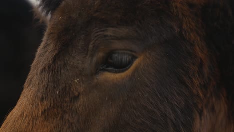 Close-up-of-dark-brown-Icelandic-horse-face-and-mane-during-windy-day