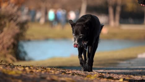 Slow-Motion-Footage-of-Dogs-Walking-in-a-Lush-Green-Park,-Featuring-Playful-big-dog,-Joyful-Pet-Care,-and-the-Beauty-of-Outdoor-Canine-Activities-on-a-Sunny-Day