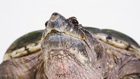 White-background-and-a-large-snapping-turtle