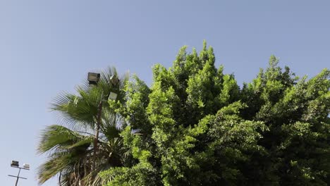 Vista-Azul-Claro-Del-Cielo-Sin-Nubes-En-Un-Jardín-Lleno-De-árboles-Gigantes-En-La-Villa