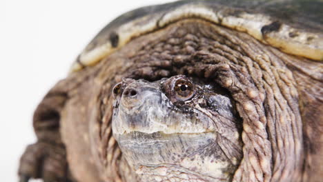 Snapping-turtle-extreme-close-up