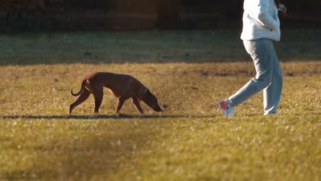 Engaging-Scene-of-Dog-Sniffing-Beside-Owner-in-English-Garden's-Lush-Grass,-Munich-Park-Adventure,-Pet-Owner-Bonding,-Nature-Exploration,-Canine-Senses,-Leisurely-Stroll-in-Serene-Environment