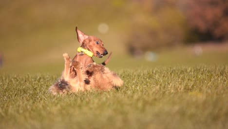 Dramatic-Closeup-in-Slow-Motion:-Dachshund-Engaging-in-a-Playful-Scuffle-with-Another-Dog-Amidst-the-Lush-Greenery-of-a-Munich-City-Park,-Capturing-the-Essence-of-Canine-Interactions