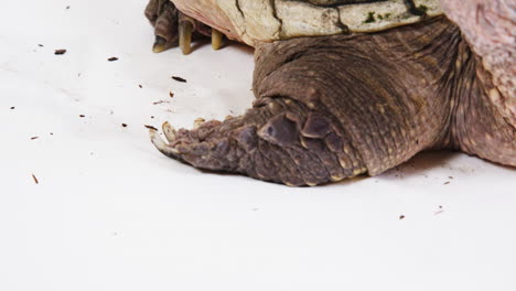 Snapping-turtle-claws-close-up