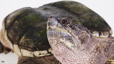Snapping-turtle-claw-and-face-on-white-background