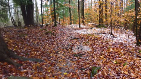 First-Person-POV-Walking-Through-the-Woods-with-Red-and-Yellow-Leaves-on-the-Ground