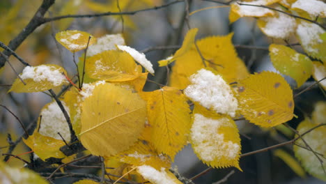 Erster-Schnee-Auf-Trockenen-Gelben-Blättern-Der-Baumherbstszene