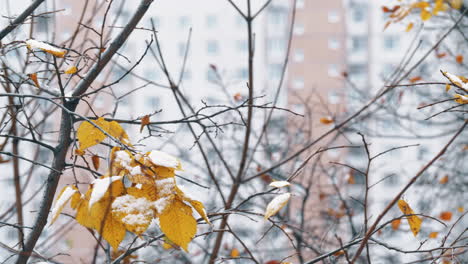 Tree-with-snow-on-few-dry-leaves-Winter-in-the-city