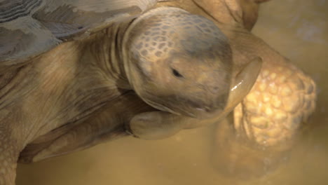 A-closeup-of-a-big-turtles-head