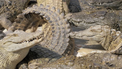 Viele-Hungrige-Krokodile-Konkurrieren-Um-Nahrung