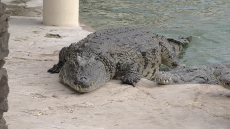 Large-crocodile-leaving-water