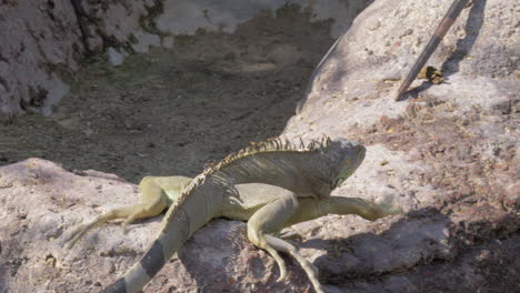 Green-iguana-searching-for-place-to-sunbathe