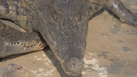 Hungry-crocodile-eating