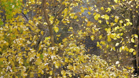 Eine-Zeitlupe-Bunter-Blätter,-Die-Von-Den-Leuchtend-Gelben-Baumkronen-Fallen
