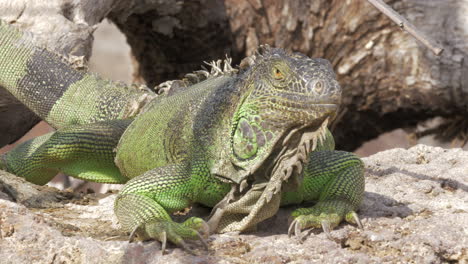Green-iguana-lying-in-the-sun