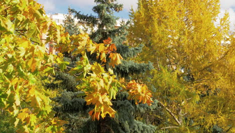 Verschiedene-Bäume-Im-Herbst