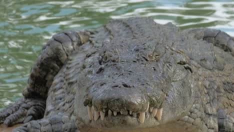 Crocodile-finishing-eating-prey