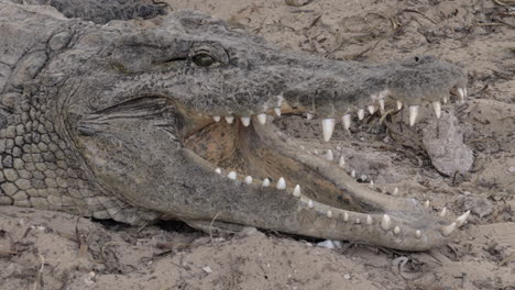 A-closeup-of-a-crocodiles-head-with-opened-jaws