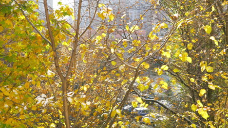 Gelbe-Blätter-Fallen-Im-Herbst-Vom-Baum