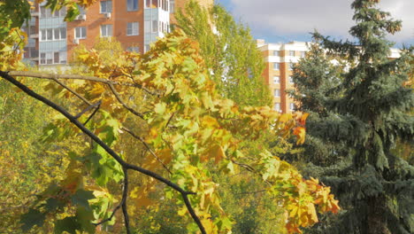 Herbst-In-Der-Stadt-Gelbe-Bäume-Zwischen-Den-Häusern
