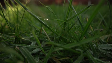 Glistening-Dewdrops-on-Lush-Green-Grass.-CloseUP