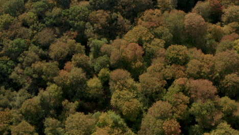 High-aerial-shot-over-English-forest-turning-orange-in-autumn