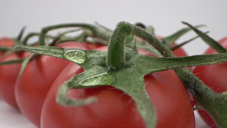 Glitzernder-Tau-Auf-Frischer-Tomatenrebe