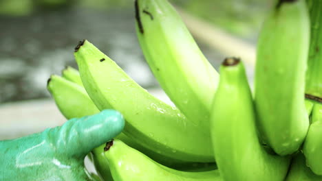 Detailaufnahme-Von-Bananensträußen,-Die-Sie-Schneiden