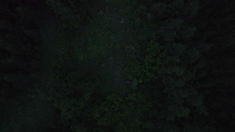 Top-down-drone-shot-over-a-elk-eating-leaves-in-dark-woods,-nordic-summer-night