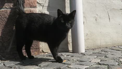 black-Cat-walking-on-the-streets-of-Colditz,-Germany
