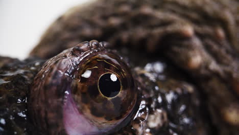 Extreme-macro-close-up-of-an-eyeball-of-a-snapping-turtle