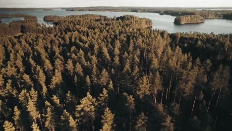 Drone-flying-low-over-forest-at-sunset,-Finland