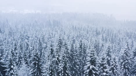 Aerial-shot-of-forest-landscape-in-snowstorm
