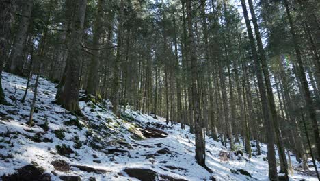 Schnee-Geschmolzener-Wald-Im-Sonnenscheinlicht,-Das-Durch-Zedernbäume-Fällt,-Statische-Landschaftsaufnahme