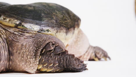 Snapping-turtle-on-a-white-background