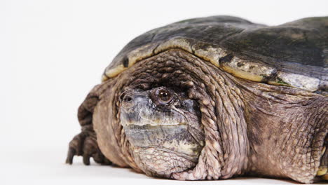 Close-up-of-Snapping-turtle-on-white-background
