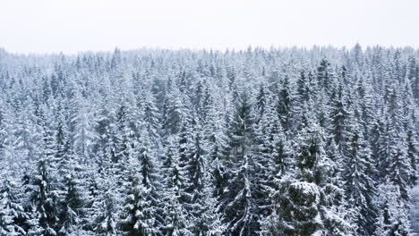 Aerial-shot-of-snowcovered-forest-landscape.-Snowing-lightly
