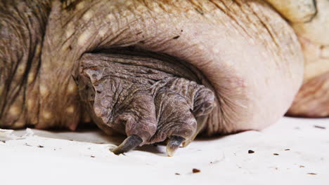 Extreme-close-up-of-a-snapping-turtle-claw