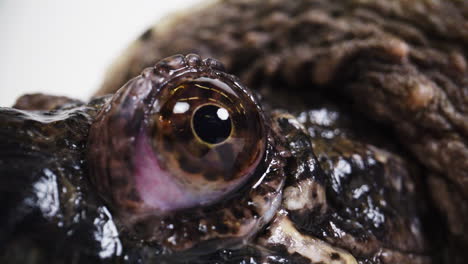 Eyeball-of-a-snapping-turtle-macro-close-up