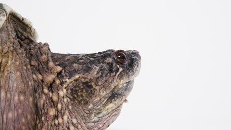 Close-up-side-profile-of-monstrous-snapping-turtle-on-white