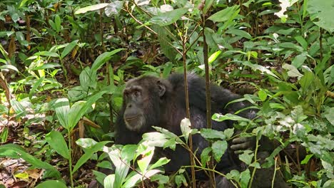 Chimpanzee-in-its-natural-habitat-Ngogo-forest,-Uganda