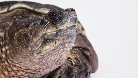 Vergrößern-Sie-Das-Gesicht-Der-Schnappschildkröte