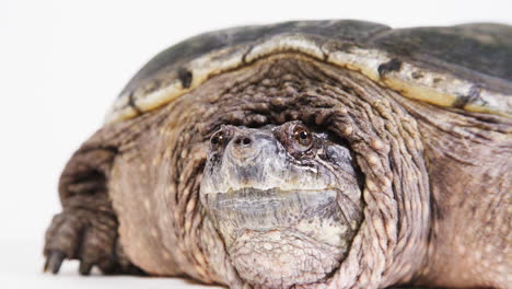 Extreme-close-up-of-a-snapping-turtle