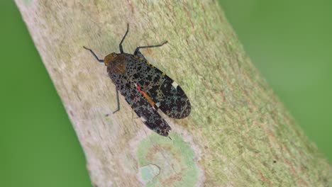 Seen-on-a-diagonal-branch-while-moving-its-wings,-Penthicodes-variegate-Lantern-Bug,-Thailand