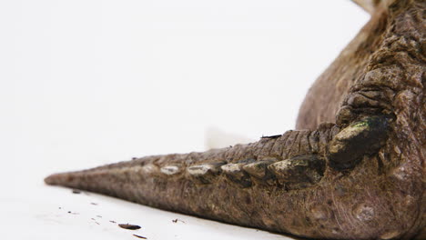 Close-up-of-a-snapping-turtle-tail