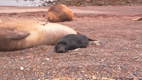 Ground-level-shot-of-a-new-born-elephant-seal-pup-laying-on-sandy-beach-half-asleep-with-other-seals-around