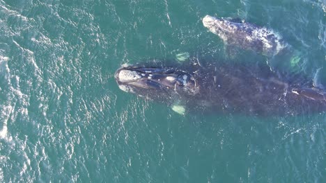 Pull-away-shot-revealing-a-mother-and-calf-of-Right-whales-swimming-in-the-Atlantic-ocean